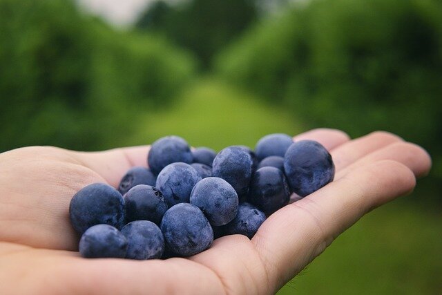 blueberries-6352547_640.jpg