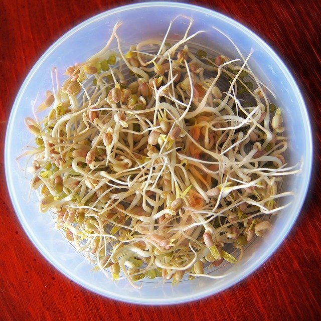 bean-sprouts-657415_640.jpg