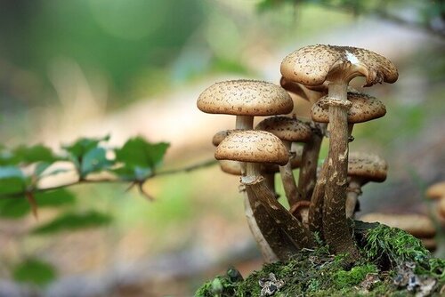 mushrooms-548360_640.jpg