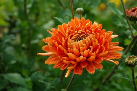 chrysanthemum-5683416_1280.jpg
